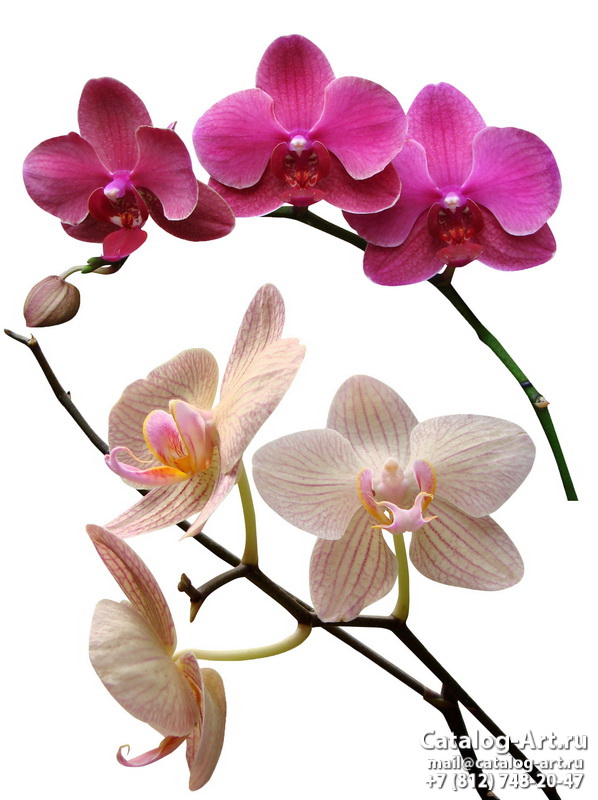 Pink orchids 47